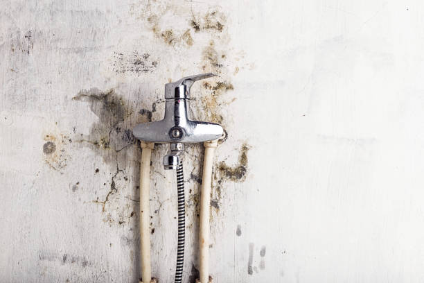 Office Mold Removal Services in Walnutport, PA