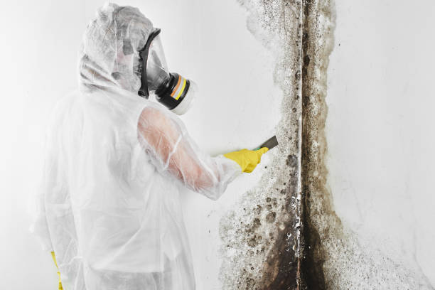 Best Fast Mold Removal  in Walnutport, PA
