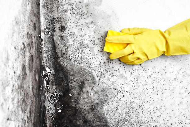 Best Professional Mold Removal  in Walnutport, PA