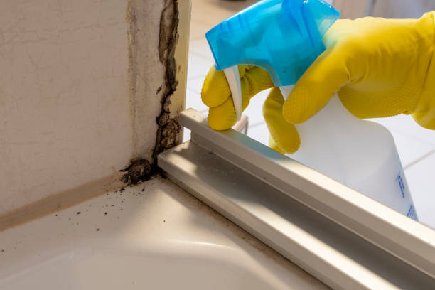 Best Mold Cleaning Services  in Walnutport, PA