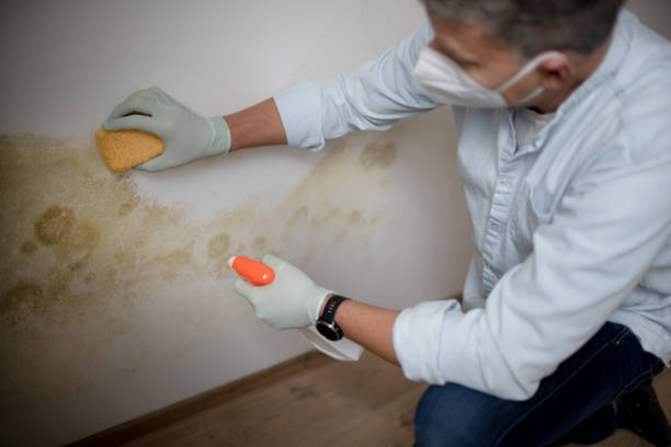 Best Toxic Mold Removal  in Walnutport, PA
