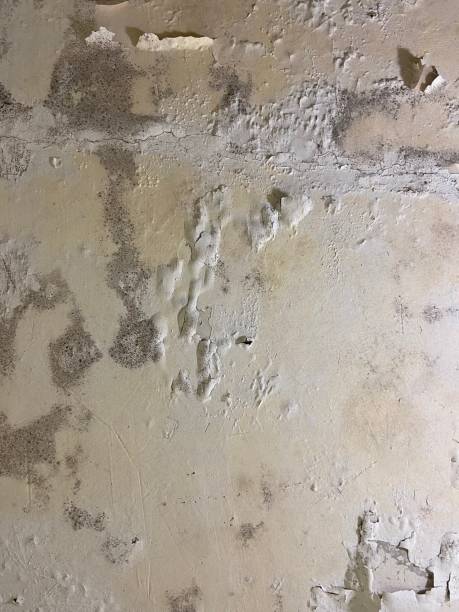 Best Attic Mold Removal  in Walnutport, PA