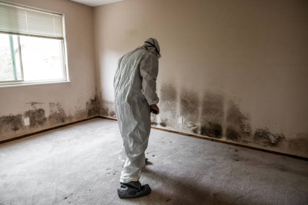 Best Attic Mold Removal  in Walnutport, PA