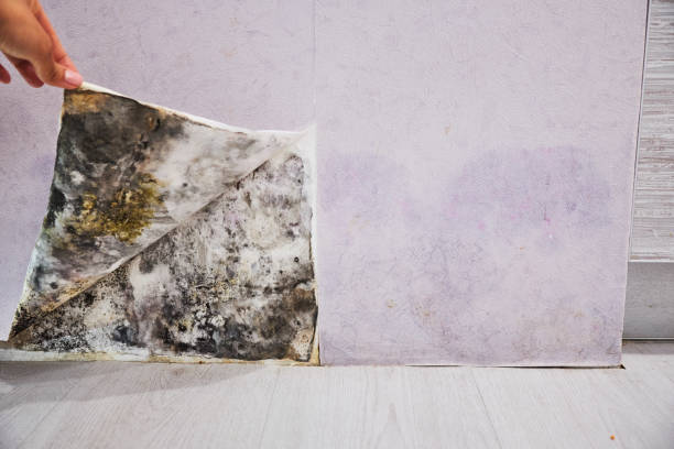 Best Same-Day Mold Removal  in Walnutport, PA
